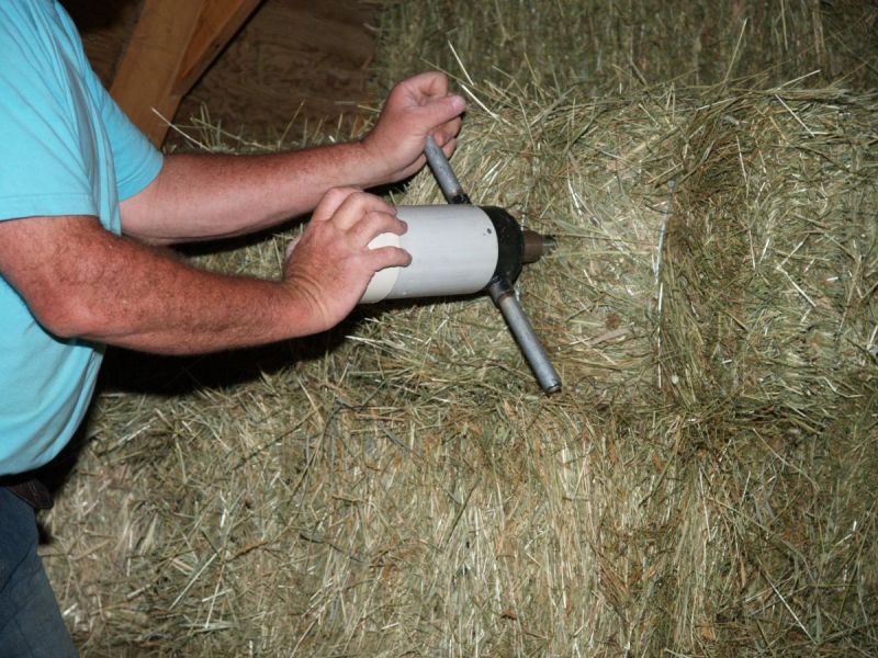 nutrition in timothy hay, nutrition in alfalfa horses, feeding horses without hay, nutrition for horses, feeding horses on a budget, equine nutrition