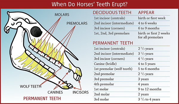 Equine Dental Care | Horse Journals