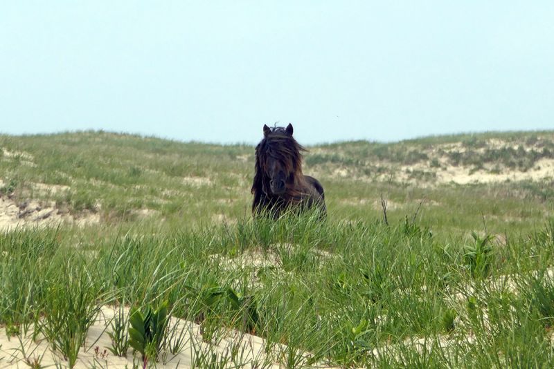 Sable Island Wild Horse University of Saskatchewan Nova Scotia’s Sable Island Sable Island Wild Horse University of Saskatchewan Nova Scotia’s Sable Island