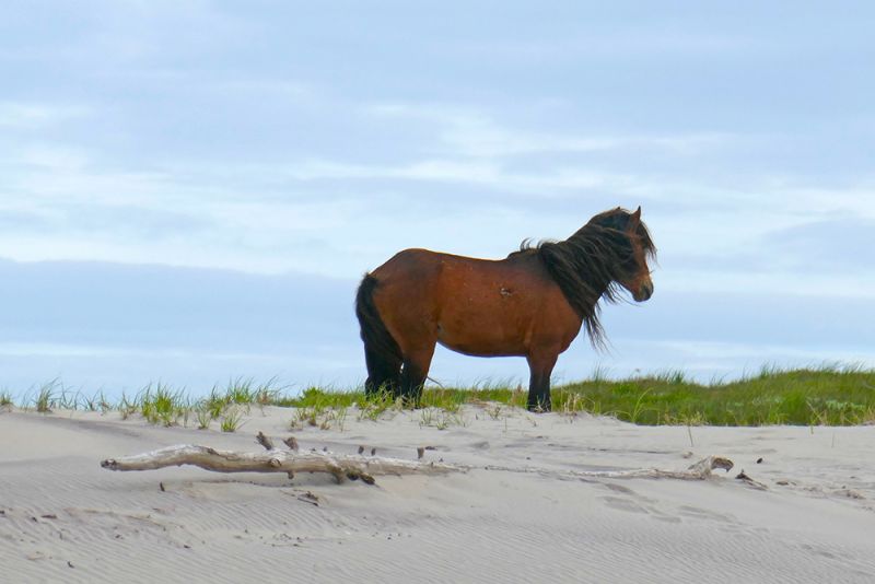 Sable Island Wild Horse University of Saskatchewan Nova Scotia’s Sable Island Sable Island Wild Horse University of Saskatchewan Nova Scotia’s Sable Island