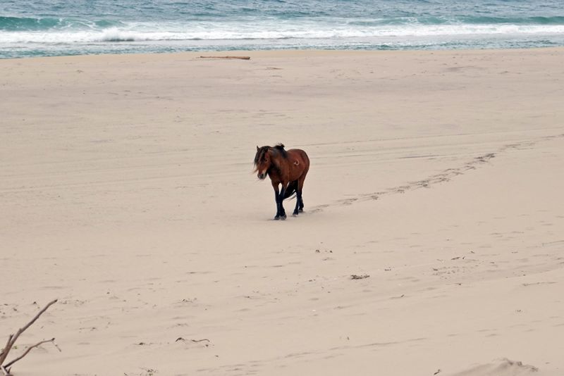 Sable Island Wild Horse University of Saskatchewan Nova Scotia’s Sable Island Sable Island Wild Horse University of Saskatchewan Nova Scotia’s Sable Island