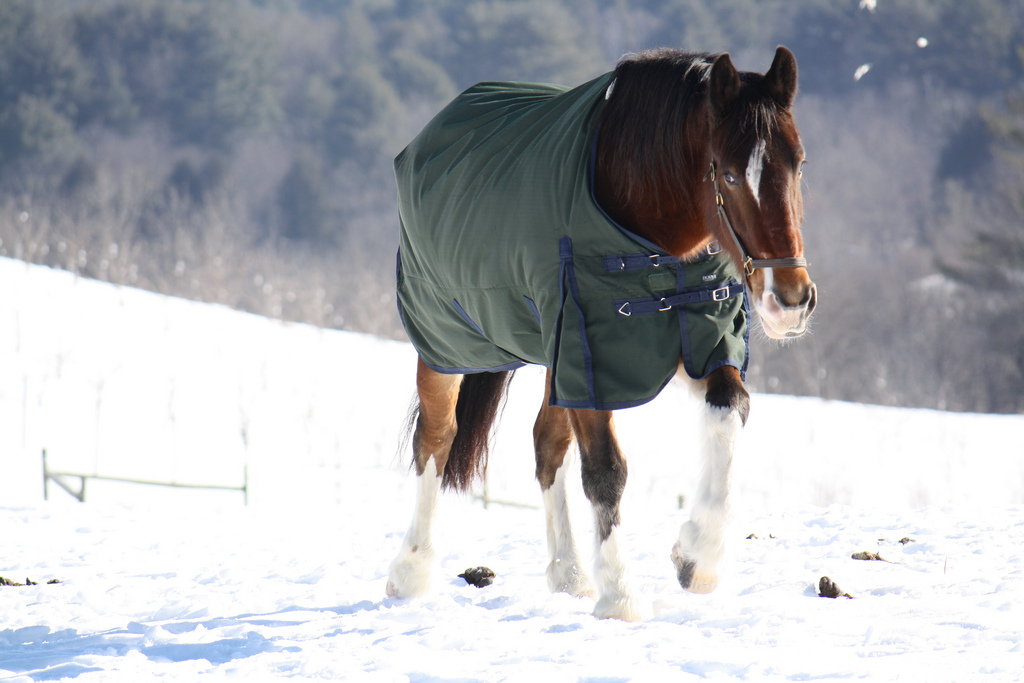 Making Sure Your Horse Has Water During Severe Winter Storms – The Horse