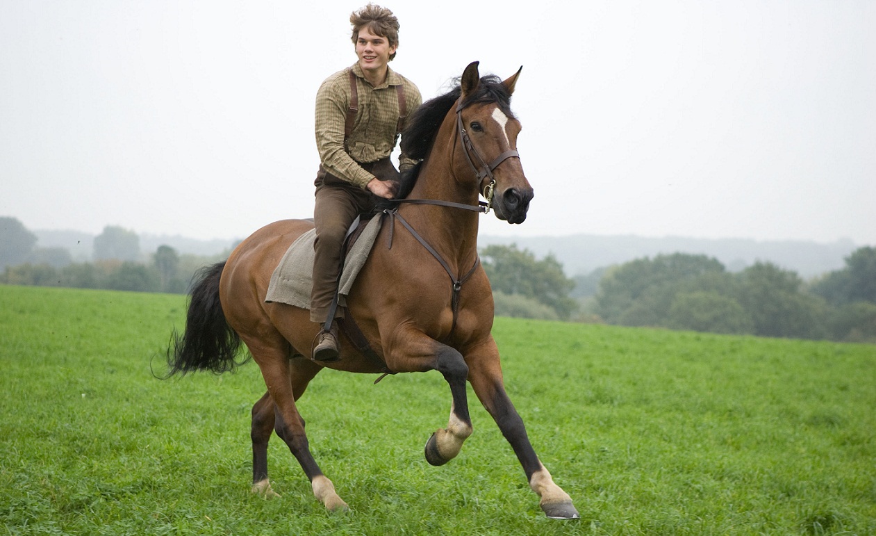 What kind of horse was Joey in War Horse?