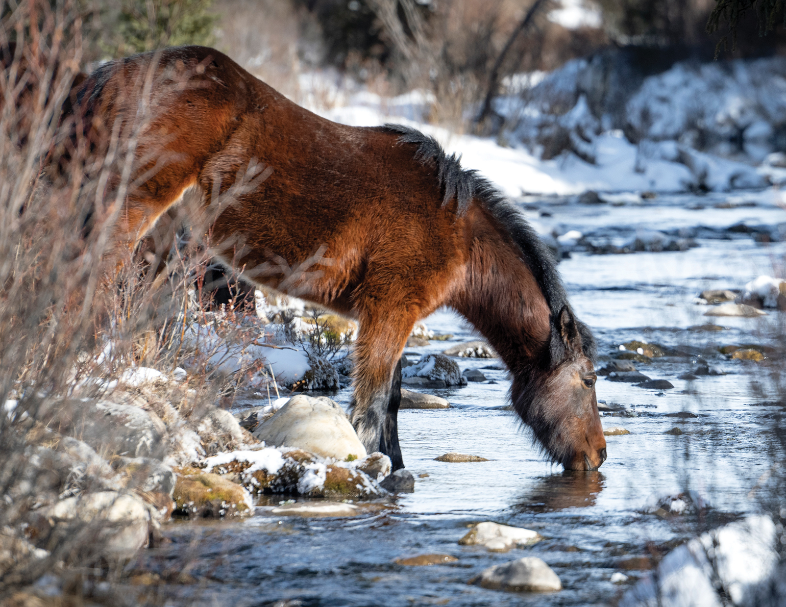 canada-s-wild-horses-an-uncertain-future-horse-journals