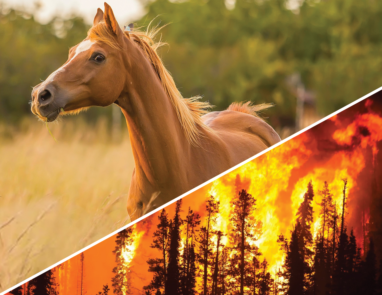 Learning From 2023 Wildfires - Actions To Keep Horses Safe | Horse Journals