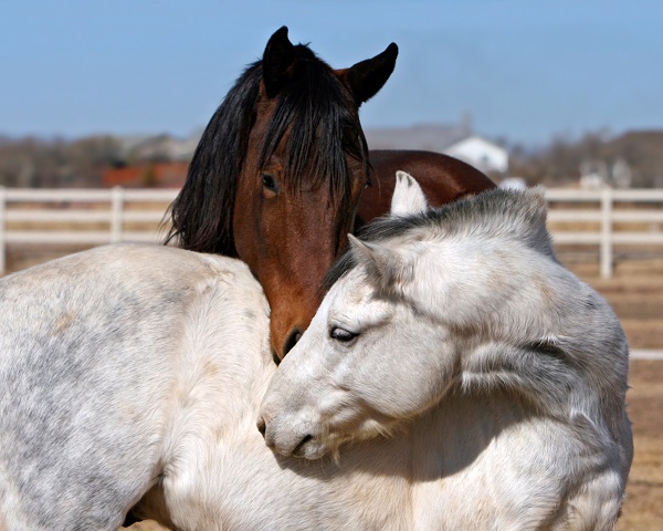 75 Cost-Saving Tips for Happier Horsekeeping