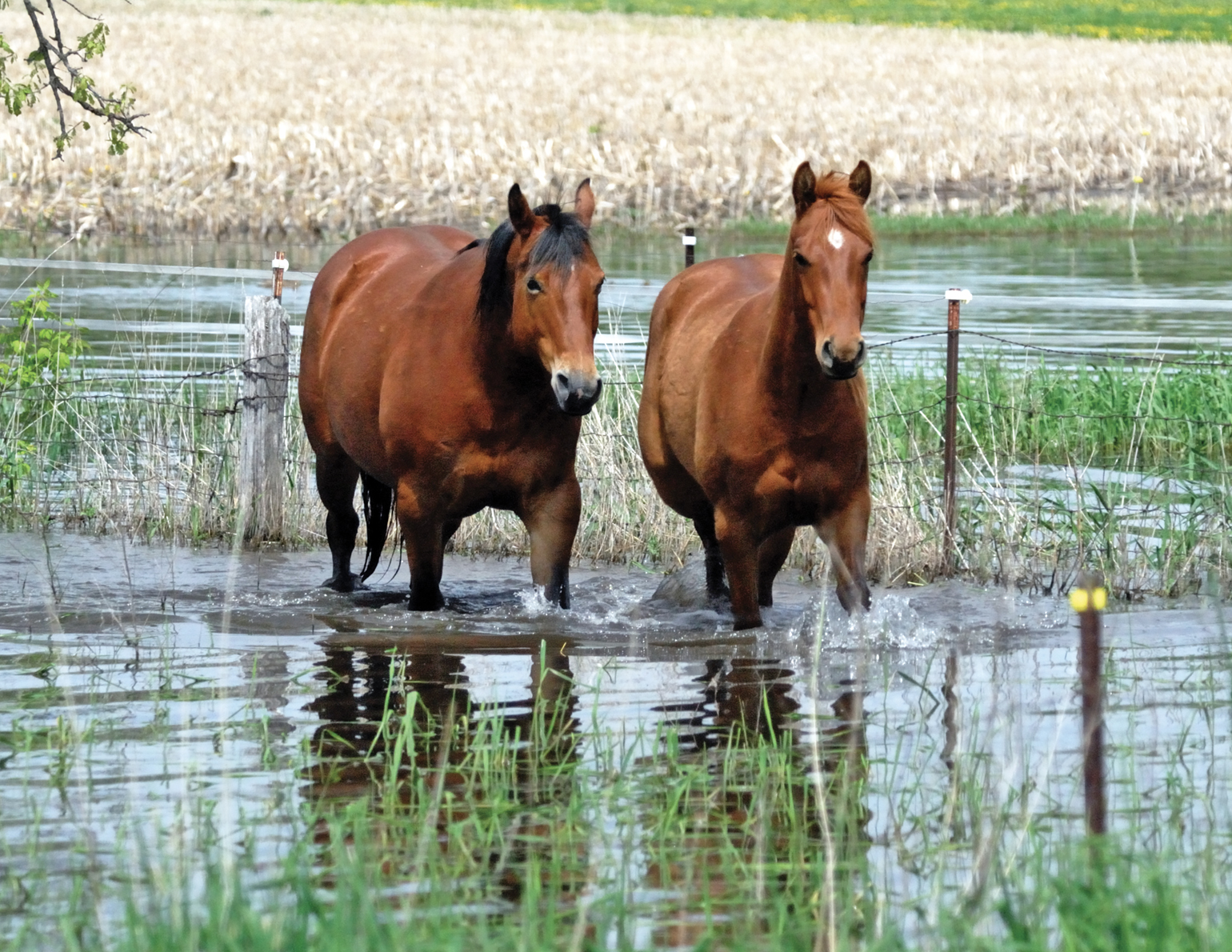 Downside of the wetter weather: Ontario farmer is shifting gears