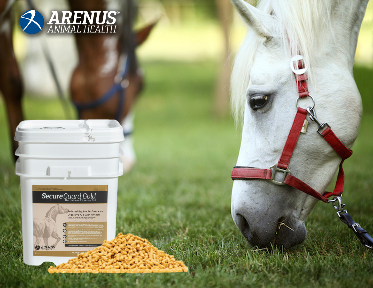 is-stress-affecting-your-horse-s-digestive-health-horse-journals