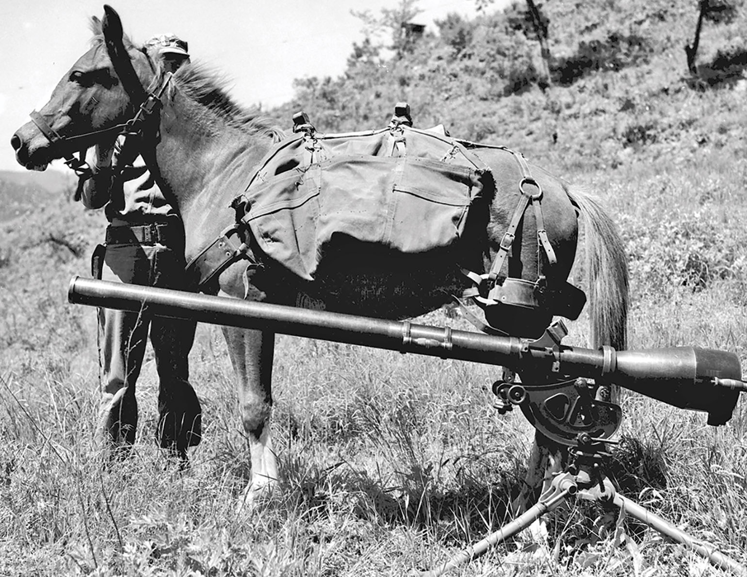 Sergeant Reckless The Military Mare Horse Journals