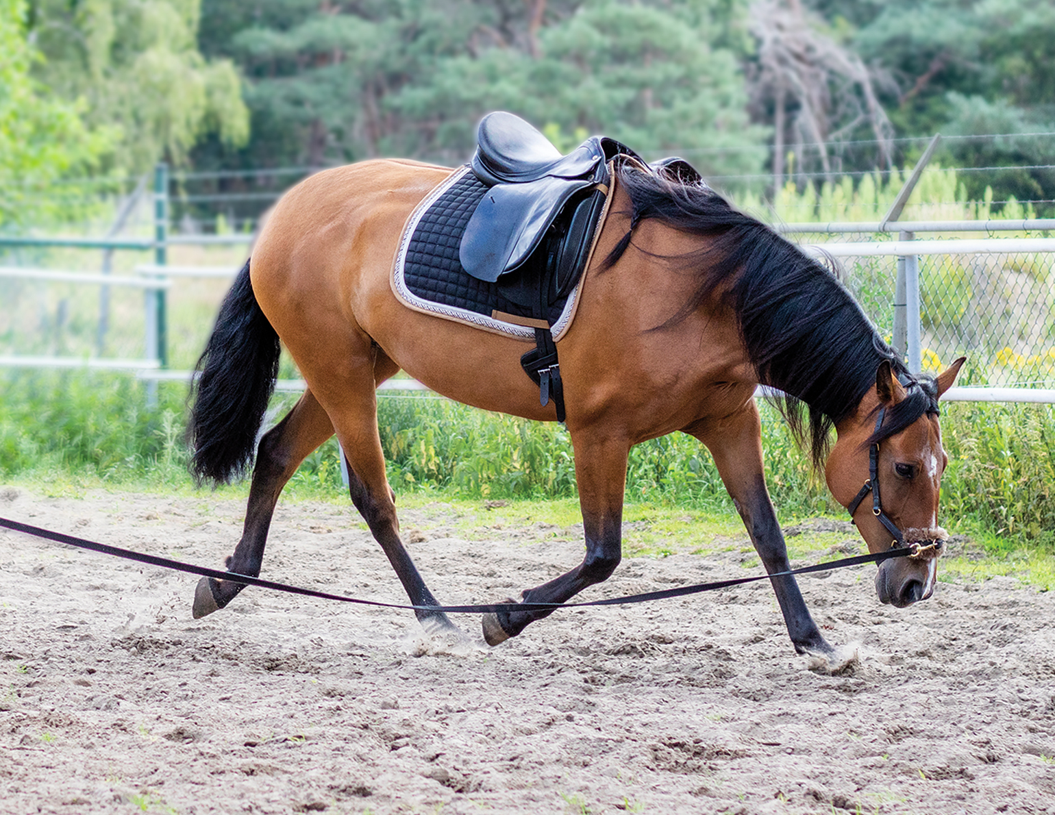 Shop Western Dressage Halters – People On Horses – Ride With Expression!