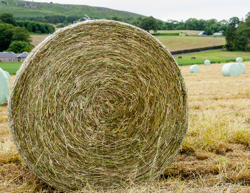 The Difference Between Hay and Hey