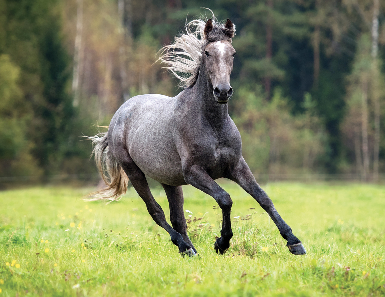 How To Safely Condition Young Horses Horse Journals