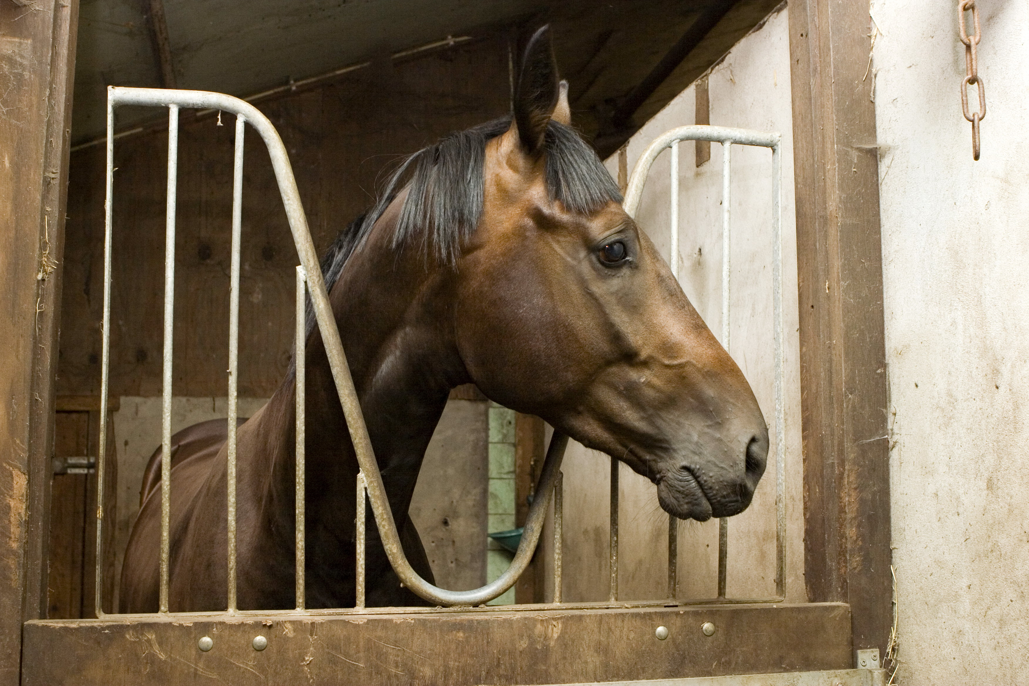 How do you deal with cribbing? | Horse Journals